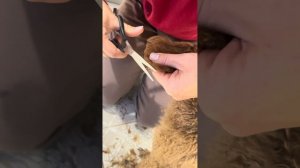 Стрижка пуделя в домашних условиях
