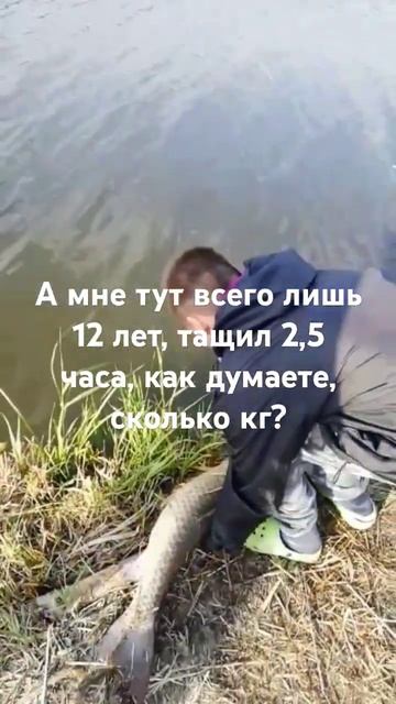Парнишка поймал белого амура на флэт фидер! смотреть онлайн