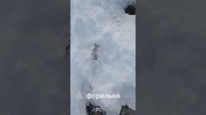 Рыбалка в Мурманске на форель и арктического гольца.