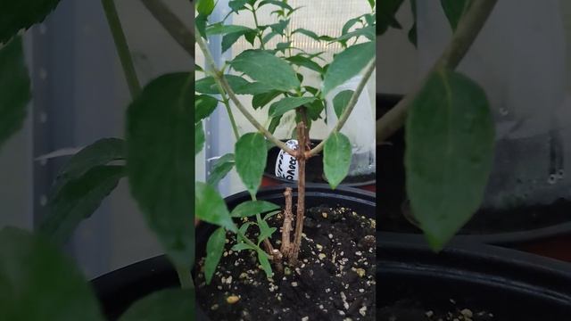 Обрезка Метельчатой Гортензии. Что будет, если не обре