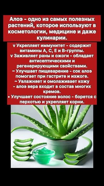 Польза Алоэ💚 смотреть онлайн
