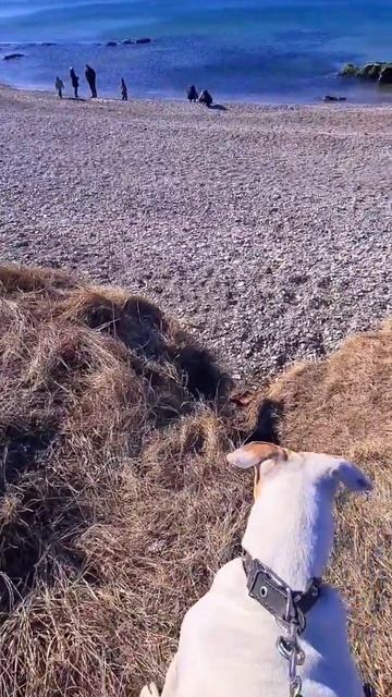 всегда хочу быть рядом🐕🫂#питбульдося #море🌊#liepaja📸 смотреть онлайн