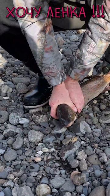 Хочу ЛЕНКА!!! #shorts #ленок #рыбалка #рыба #нарыбалке #fishing смотреть онлайн