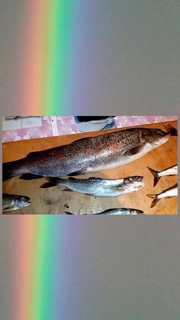 ̴Рыбалка! #хариус #ленок