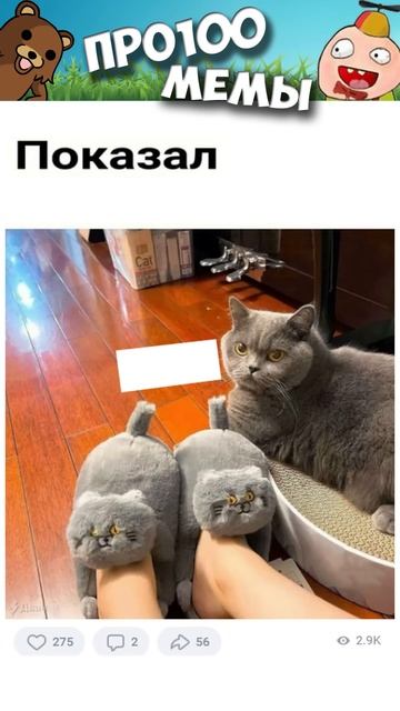 МЕМЫ ЕСТЬ МЕМЫ #приколы #юмор #коты #кошки #котики #мемы смотреть онлайн