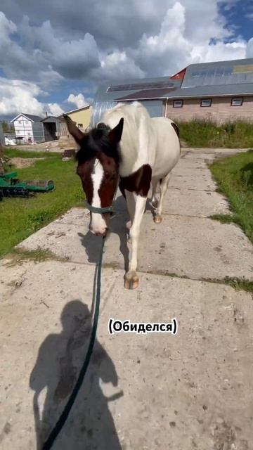 Этот парень был из тех, кто просто любит есть🤌 #лошади смотреть онлайн