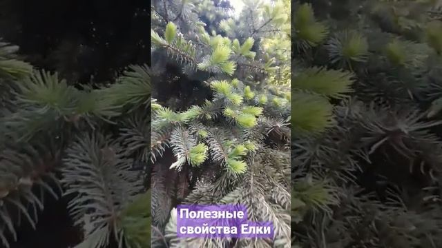 Полезные свойства Елки смотреть онлайн