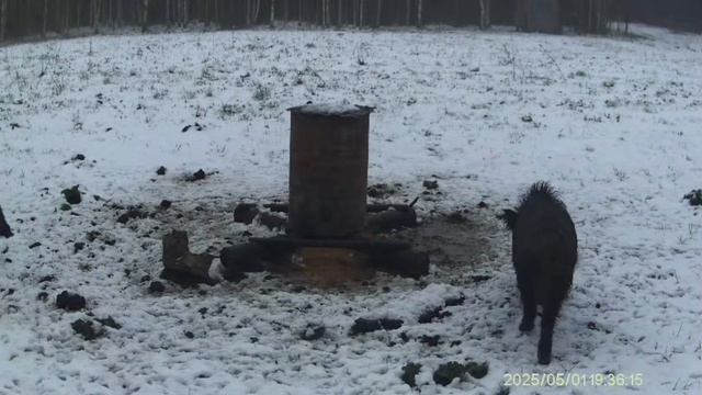 Вернулись…🐗 смотреть онлайн