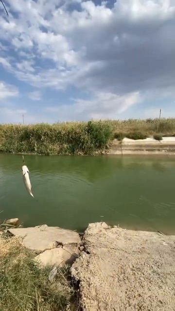 Жерех на блесну,а судак на нарезку. Согласный?🐟🐠 смотреть онлайн