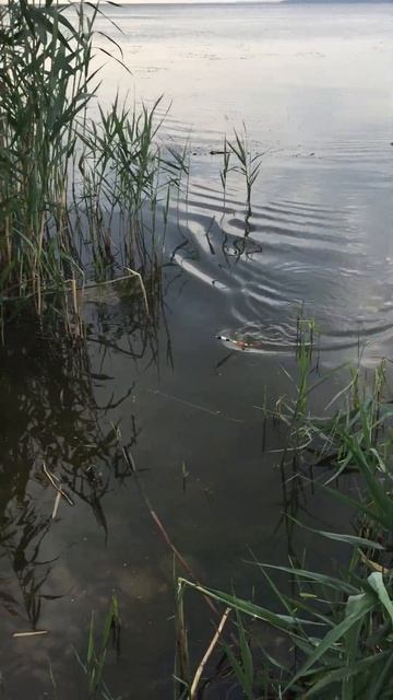 Рыбалка сейчас #akkerman #fishing смотреть онлайн