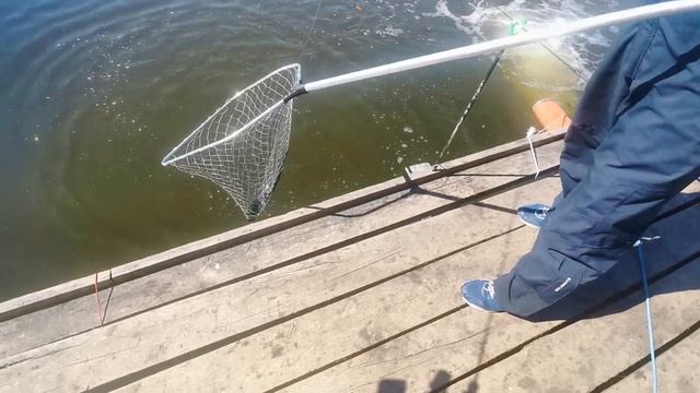 Ловля форели на Серебряные блесны #рыбалка #fishing #fish смотреть онлайн