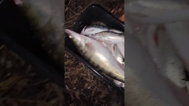 Немного ночной рыбалки. смотреть онлайн