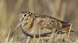 Лесные птицы | Развивающее видео для детей | Карточки Домана - дикие животные