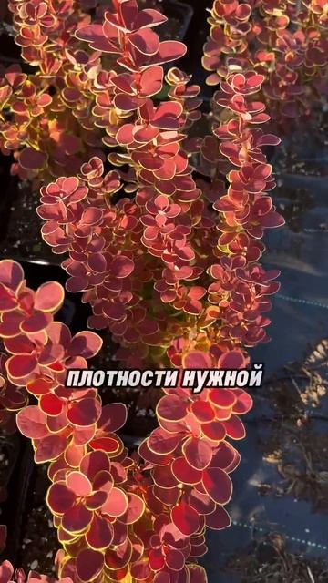 Почему именно барбарис. #цветы #сад #барбарис #дача #дек смотреть онлайн