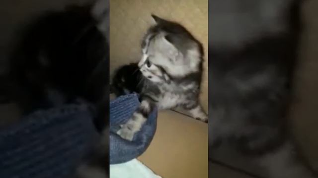 Очень сердитый КОТЁНОК!!! смотреть онлайн
