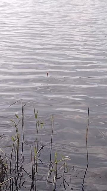 А вам нравится ловить на поплавочную снасть? смотреть онлайн