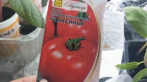 Можно ли брать семена из гибрида F1, томат Аксинья F1, на?