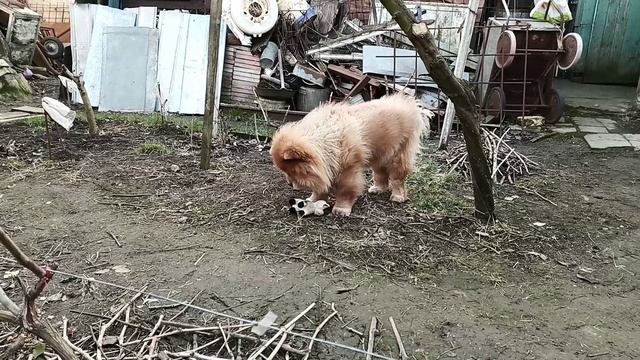 Майти чудит...День сплошных приколов! (Чау-Чау) смотреть онлайн