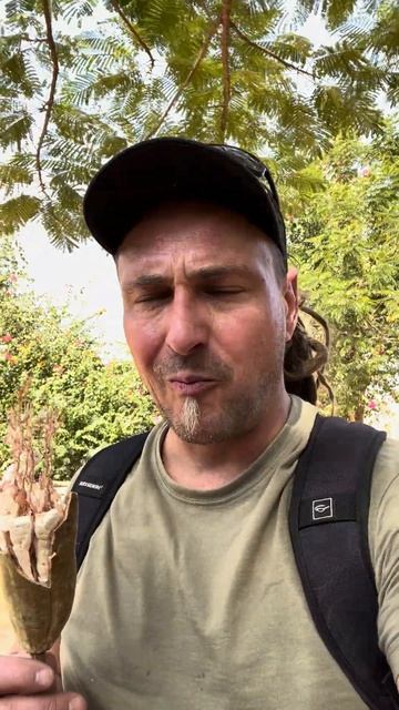 Schon mal die BAOBAB Frucht probiert? 🇸🇳 #senegal #afrika #reise #shorts смотреть онлайн
