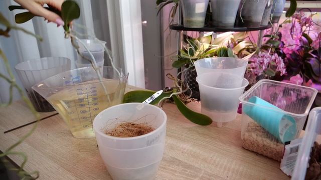 Пересадка слабых орхидей.