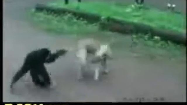 Обезьяна стебет собаку Смешные животные 2 смотреть онлайн