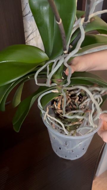 Пересадка орхидеи в готовый набор от производителя Ци