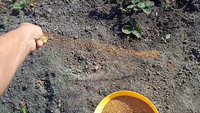 Сею Сидераты ГОРЧИЦЫ для Осенней Всхожести!!! 15.9.24г. смотреть онлайн