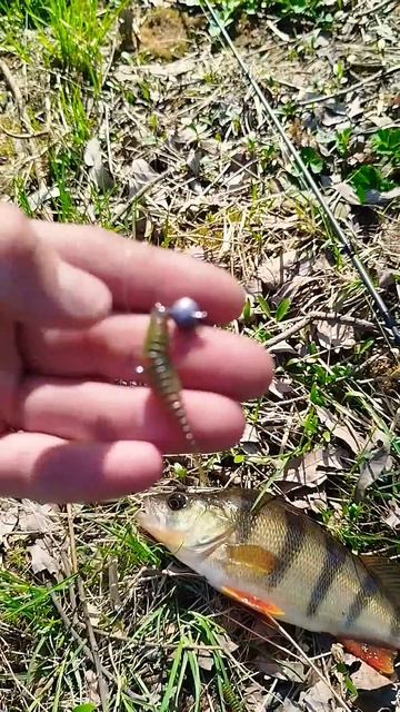 Окунь🤠 Приманка На Окуня🤠 смотреть онлайн