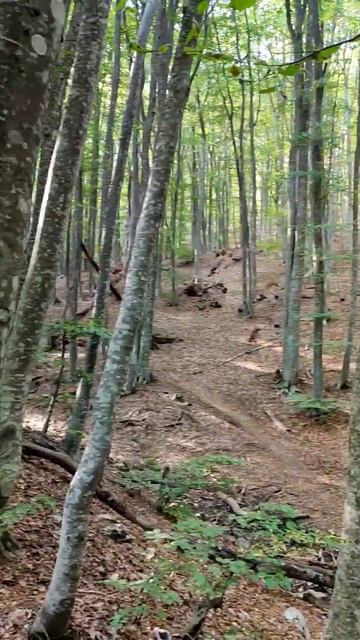 Заброшенный дом в лесу 🏚️🪵🌲 Атмосфера тут, честно ? смотреть онлайн