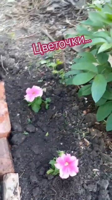 #дача #цветы #петуния #петунии смотреть онлайн