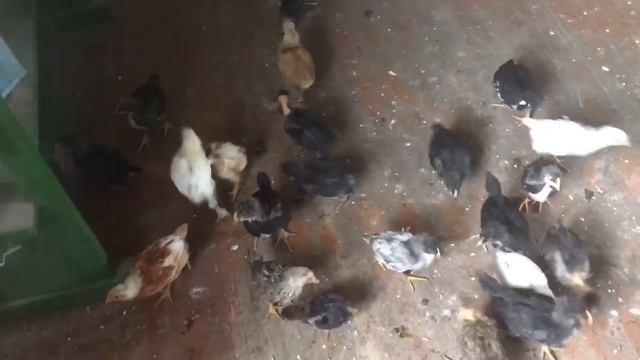 Сельской птичий уголок / Выращивание птицы в селе смотреть онлайн