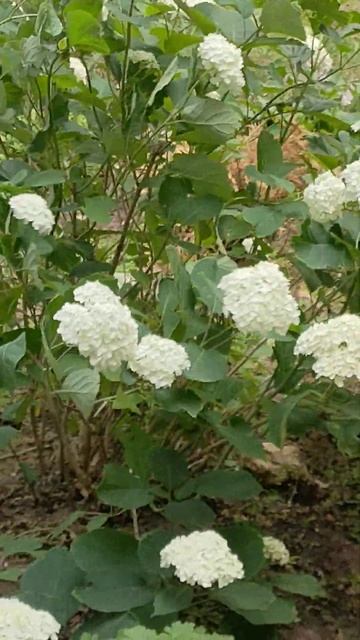 А у нас во дворе.Анабель цветёт)! смотреть онлайн