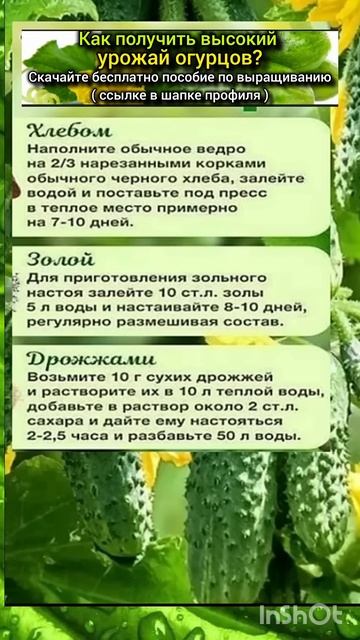 выбор правильной подкормки для огурцов. смотреть онлайн