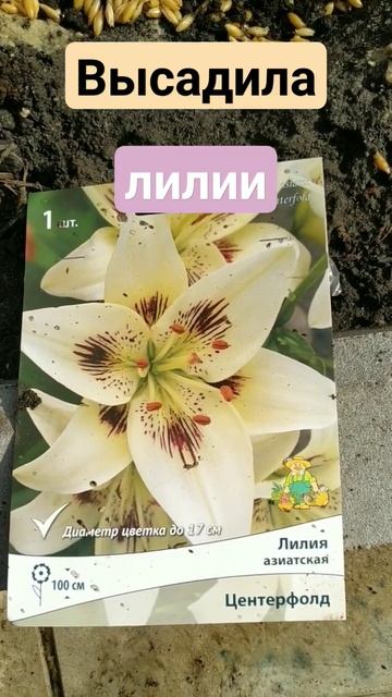 Ах, какие красавицы. Лилии Подарок Лешика❤🌸❤🌸❤🌸❤ смотреть онлайн
