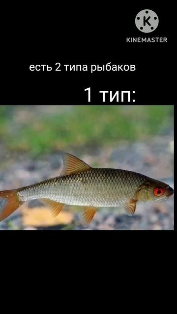 А какой ты тип напиши свой ответ #2024 #рыбалка смотреть онлайн