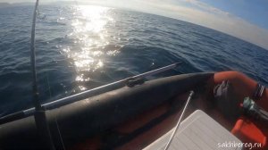 Ловим голубого тунца. Закрытие сезона 2024 #рыбалка #fishing