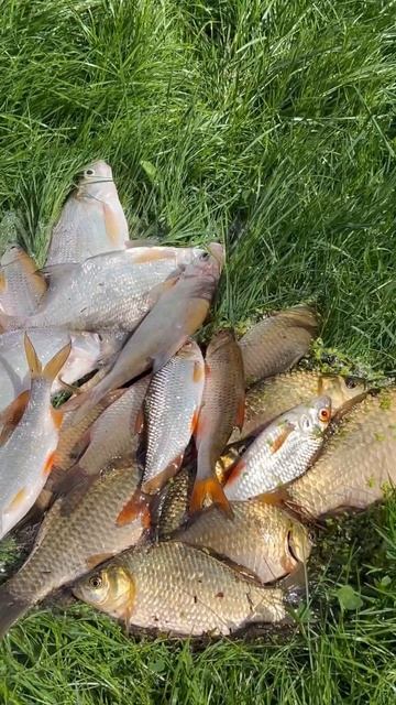Поймали рыбку сейчас засолим 🎣 #рыбалка #карась #лещь смотреть онлайн