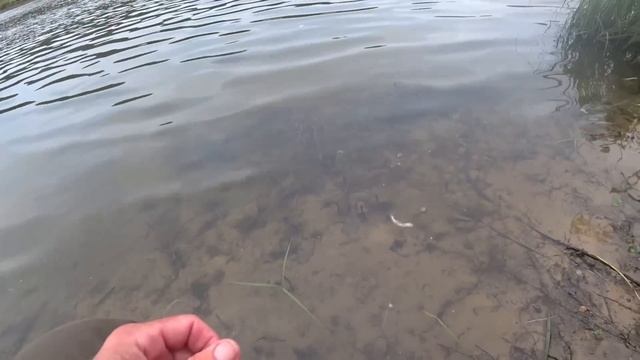 ЛОВЛЮ НАЛИМА. КАКОЙ НУЖЕН ЖИВЕЦ. МОНТАЖ СНАСТИ. Рыбалк?