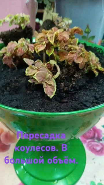 Пересадка колеусов в большой объём.#flowers #живыецветы #ro смотреть онлайн