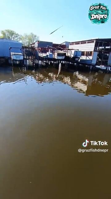 Поймал трофей на Herabuna😱#карп#сом#карась#сазан#днепр#ры