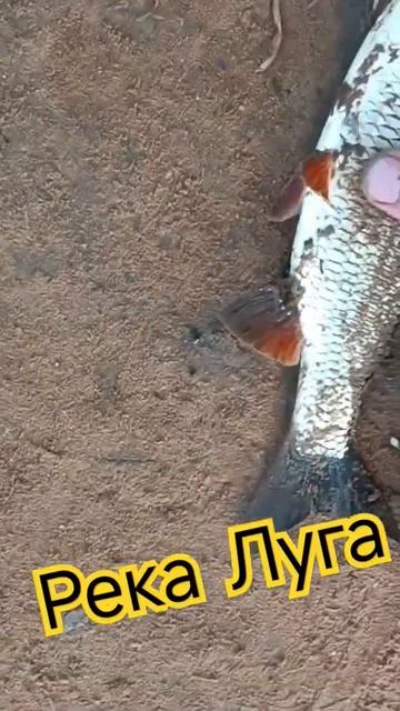 #2024 #рыбалка #лещнафидер #река смотреть онлайн