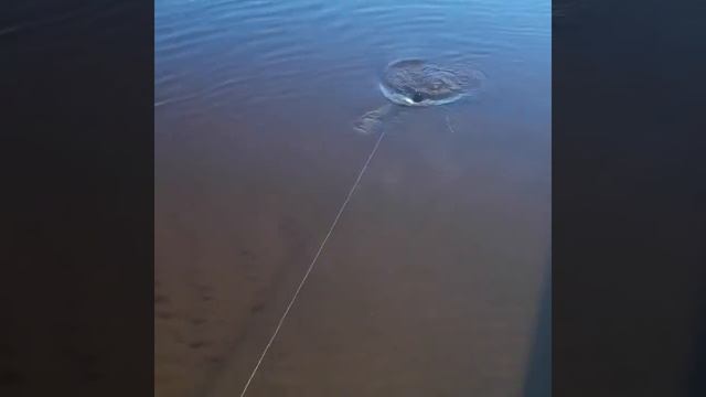 Рыбалка на налима