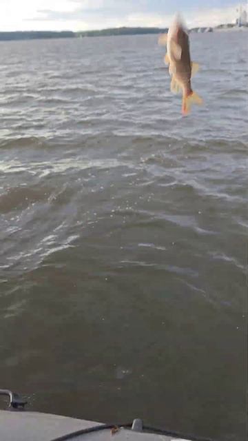 Поймал-Отпусти. Щучья сальтушечка для вас. #выборг #рыб смотреть онлайн