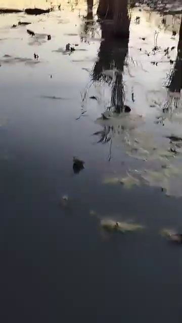 Поймал с Лодки на Кастинговую сеть смотреть онлайн