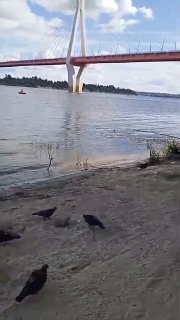 Рыбалка Муром- Ока 26 Июля  2024…#fishing #shorts