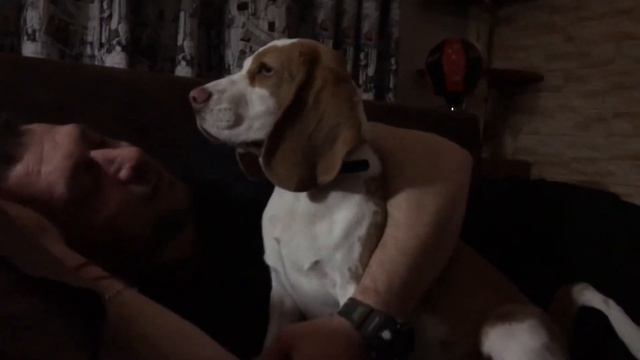 Ох и собака... смотреть онлайн