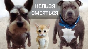 САМОЕ СМЕШНОЕ ВИДЕО: ЧЕЛЛЕНДЖ ПОПРОБУЙ НЕ ЗАСМЕЙСЯ, НЕЛЬЗЯ СМЕЯТЬСЯ #5