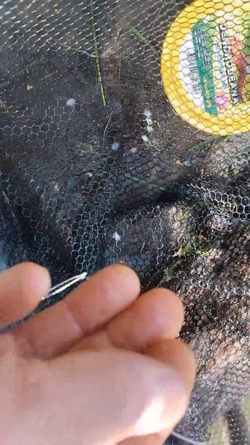 Окушарики 👍👍#рыбалка #окунь #рыбак #озеро #fishing #рыба # смотреть онлайн