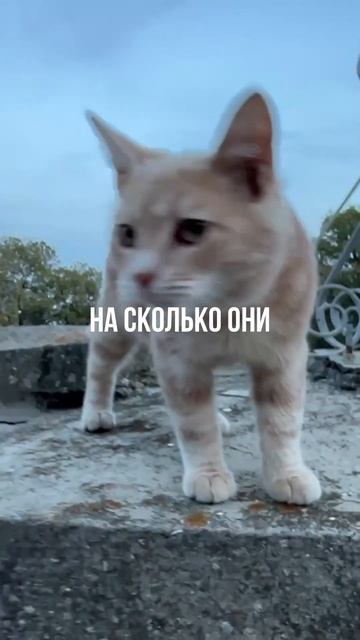 5 фактов про кошек. Почему кошки положительно влияют н? смотреть онлайн
