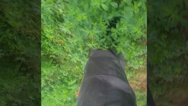 Игорь #работа #фотосессияlovestory #goat #красота #farming #nature #mil смотреть онлайн